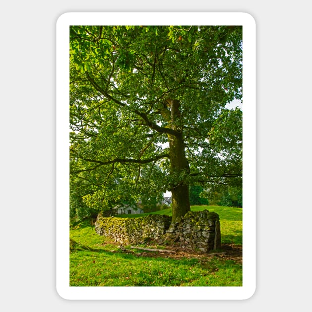 Tree with Dry Stone Wall Sticker by BrianPShaw